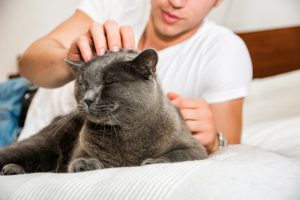 Handsome Young Animal-Lover Man on a Bed, Hugging and Cuddling his Gray Domestic Cat Pet.