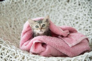 Cute soggy kitten after a bath in pink towel